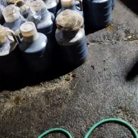 زایعات خرما تناژ بالا. وشیره خرما درجه یک