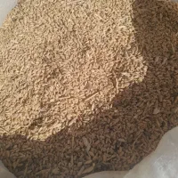 گندم ابی پیشگام|حراج|قوچان, |دیوار