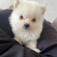 پامر خرسی عروسکی|سگ|سیرجان, |دیوار