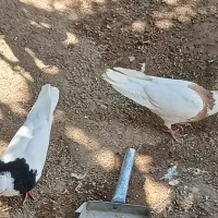 ۴جفت کبوتر طوقی|پرنده|شاهین‌شهر, مورچه خورت|دیوار