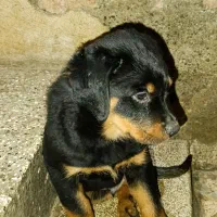 توله روتوایلر