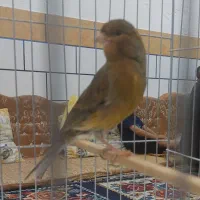 قناری نر مست مست