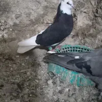 شمرونی