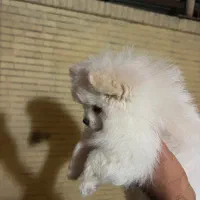 پامرانین|سگ|بندرعباس, |دیوار