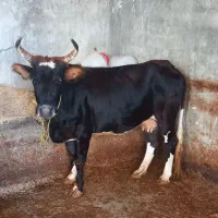 ماده گاو۵ماه آبست سرحال وخوشتیپ