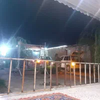 چوب کاج و توت خشک بزرگ