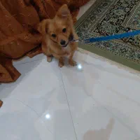 سگ پامر