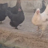 مرغ سیاه بومی وسفید بومی اصل تخمگذار|حیوانات مزرعه|خمینی‌شهر, |دیوار