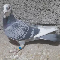 ابلق و زاغ پلاکی اصلی