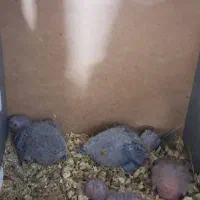 فروش بچه گرینچیکو بچه راهب