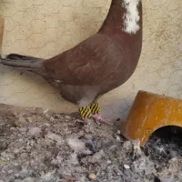 ریش نر|پرنده|بم, |دیوار