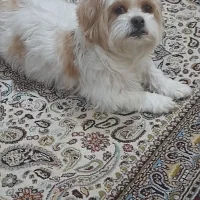 فروش سگ شیتزو|سگ|شهرکرد, |دیوار