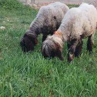 دوتا شیشک گله داری