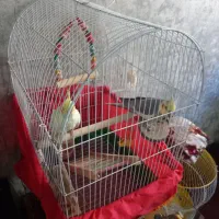 ۱ جفت عروس هلندی نر و ماده