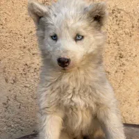 واگذاری هاسکی|سگ|شیراز, شهرک جماران|دیوار