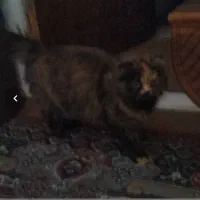 گربه پرشین کت دورنگ|گربه|زاهدان, |دیوار