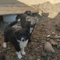 سگ قدرجونی گله|سگ|شهرضا, |دیوار