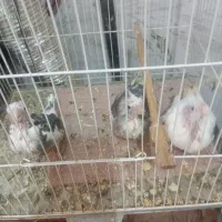 جفت عروس با سه تا جوجه|پرنده|تربت جام, فاز ۱ فرهنگیان|دیوار