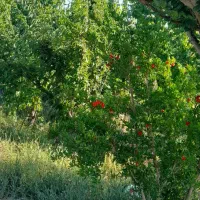 زمین-4دیواری-با-مجوز-از-جهاد-کشاورزی