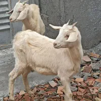 بزغاله کولار سانن|حیوانات مزرعه|سیمین شهر, |دیوار