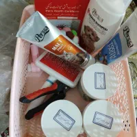 گربه|گربه|زنجان, |دیوار