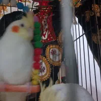 جوجه عروس هلندی ، دانه خور|پرنده|مشهد, شهید علی محمدی|دیوار