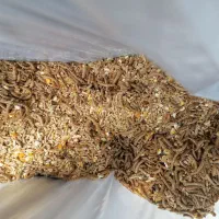 کوشین|حیوانات مزرعه|رشت, استقامت ۱|دیوار