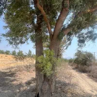 خریدانواع چوب|خدمات باغبانی و درختکاری|جیرفت, |دیوار