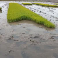 تیم آماده نشا