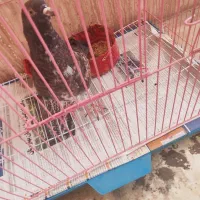 پرنده