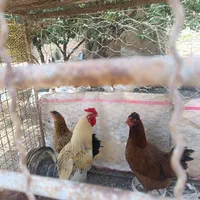 مرغ خروس قوغاز .جوجه مرغ