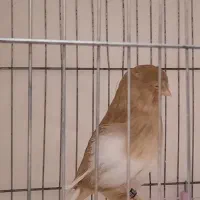 قناری گلاستر