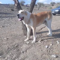 گمشده ،الابای ، سگ