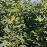 چنار|خدمات باغبانی و درختکاری|پاکدشت, پاکدشت (مامازند)|دیوار