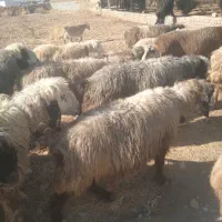 فروش میش داشتی زرقان|حیوانات مزرعه|شیراز, بیمارستان غدیر|دیوار