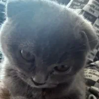 واگذاری گربه اسکاتیش|گربه|صدرا-فارس, فاز ۱|دیوار