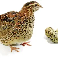 کود بلدرچین