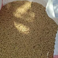 جو درجه یک