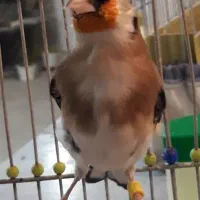 قناری سوپری ورنگی وسهره سفت خون