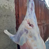 قصابی خونگی گوشت بزمتن بخون ۸۸۰