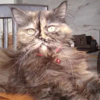 گربه پرشین بریتیش