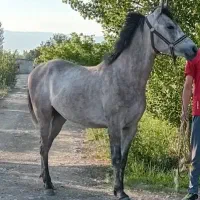 اسب