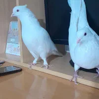 یک جفت کبوتر سفید اراکی