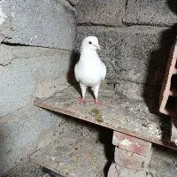 کبوتراوچوم