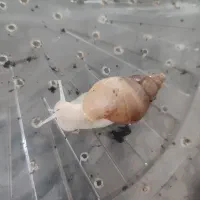 حلزون پرورشی آفریقایی آچاتینا جهت زیبایی پوست|خزنده|اهواز, کوروش|دیوار