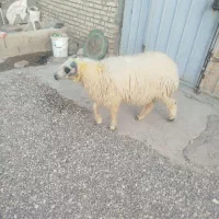 بره برای نذری