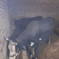 گاوسیمینتال