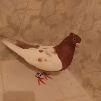 کبوتر قرمزی کوینح و کله ماستی اویناخ