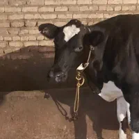 گاو شیری جوان درجه یک  گوساله ندارد