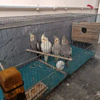 پرنده|پرنده|شاهین دژ, |دیوار